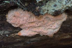 Attēlu rezultāti vaicājumam “Rhodonia placenta”