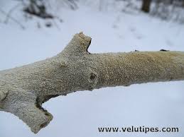 Attēlu rezultāti vaicājumam “Schizopora paradoxa”