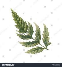 Attēlu rezultāti vaicājumam “Anthriscus sylvestris leaf”