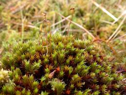 Attēlu rezultāti vaicājumam “Polytrichastrum pallidisetum”