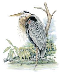 Image result for heron