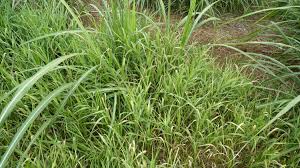 Attēlu rezultāti vaicājumam “Phalaroides arundinacea fruit”