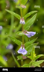 Attēlu rezultāti vaicājumam “Scutellaria galericulata leaf”