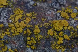 Attēlu rezultāti vaicājumam “Candelariella sp.”