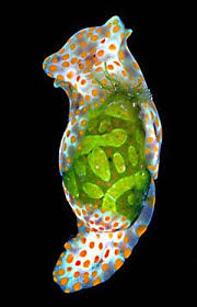 Attēlu rezultāti vaicājumam “Cephaloziella hampeana”