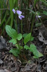 Attēlu rezultāti vaicājumam “Viola riviniana fruit”