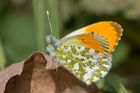 Attēlu rezultāti vaicājumam “Anthocharis cardamines underside”