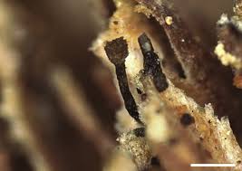 Attēlu rezultāti vaicājumam “Sclerophora pallida”