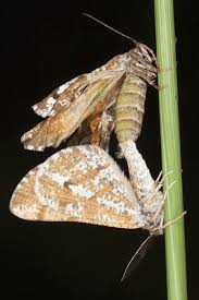 Attēlu rezultāti vaicājumam “Bupalus piniaria male”