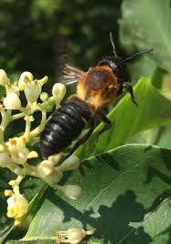 Attēlu rezultāti vaicājumam “Retinia resinella exuvia”