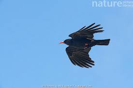 Image result for Pyrrhocorax pyrrhocorax