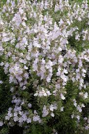 Attēlu rezultāti vaicājumam “xComagaria rosea”