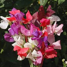 Image result for Lathyrus odoratus