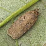 Attēlu rezultāti vaicājumam “Agonopterix heracliana”