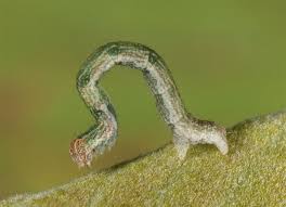 Attēlu rezultāti vaicājumam “Cyclophora pendularia”