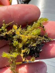 Attēlu rezultāti vaicājumam “Chara aspera”