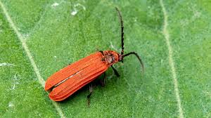 Attēlu rezultāti vaicājumam “Lopheros rubens”