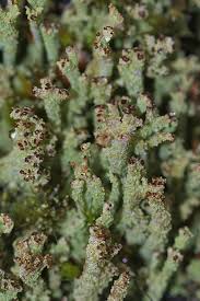 Attēlu rezultāti vaicājumam “Cladonia ramulosa”