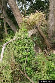 Attēlu rezultāti vaicājumam “Fallopia dumetorum”