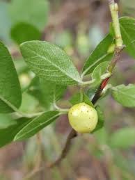 Attēlu rezultāti vaicājumam “Euura brevicornis”