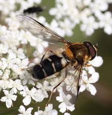 Attēlu rezultāti vaicājumam “Leucozona glaucia”