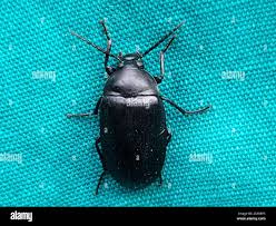 Attēlu rezultāti vaicājumam “Prionychus ater”