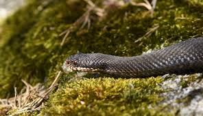 Attēlu rezultāti vaicājumam “Vipera berus”