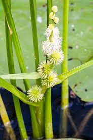 Attēlu rezultāti vaicājumam “Sparganiaceae”