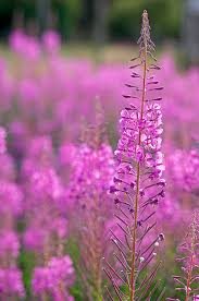 Image result for Epilobium angustifolium