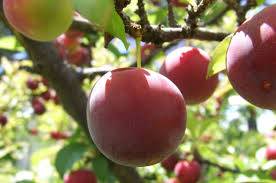 Attēlu rezultāti vaicājumam “Rosa subcanina fruit”