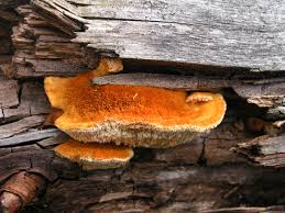 Attēlu rezultāti vaicājumam “Pycnoporellus fulgens”