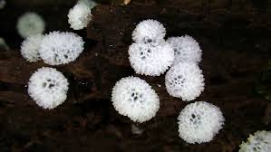 Attēlu rezultāti vaicājumam “Ceratiomyxaceae”