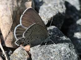 Attēlu rezultāti vaicājumam “Vacciniina optilete”