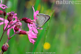Attēlu rezultāti vaicājumam “Lycaena tityrus”