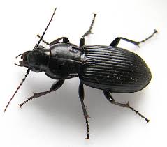 Attēlu rezultāti vaicājumam “Carabidae”