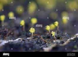 Attēlu rezultāti vaicājumam “Physarum viride var. incanum macro”