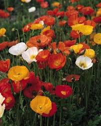 Image result for Papaver nudicaule