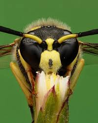 Attēlu rezultāti vaicājumam “Eumenes sp.”