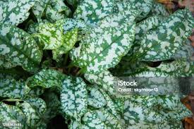 Attēlu rezultāti vaicājumam “Pulmonaria saccharata leaf”