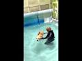 Dog Facts for Kids: Not All Dogs Know How to Swim! - YouTube