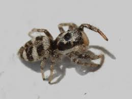 Attēlu rezultāti vaicājumam “Salticidae”