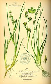 Attēlu rezultāti vaicājumam “Triglochin palustre”