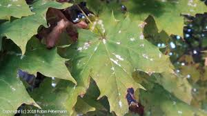 Attēlu rezultāti vaicājumam “Sawadaea tulasnei”