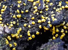 Attēlu rezultāti vaicājumam “Fuligo gyrosa”