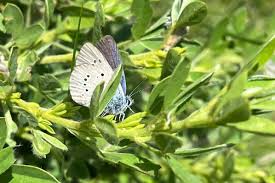 Attēlu rezultāti vaicājumam “Cyaniris semiargus”