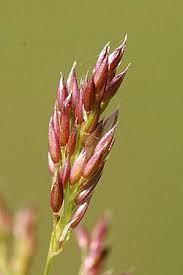 Attēlu rezultāti vaicājumam “Agrostis capillaris”