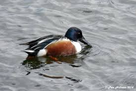 Attēlu rezultāti vaicājumam “Anas clypeata”