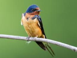 Attēlu rezultāti vaicājumam “Hirundo rustica”