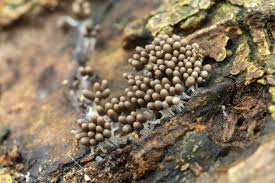 Attēlu rezultāti vaicājumam “Arcyria minuta macro”