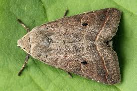 Attēlu rezultāti vaicājumam “Agrochola litura imago”